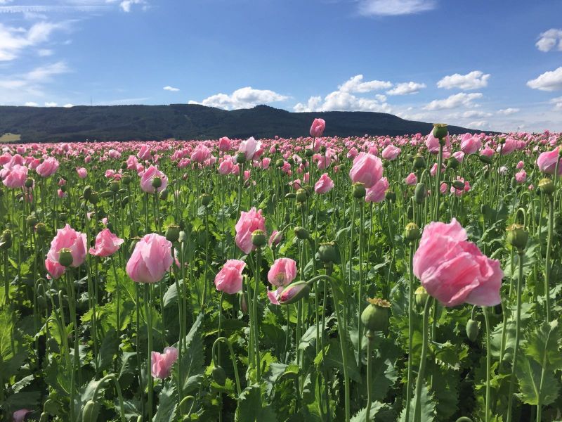 Mohnblüte im Meißnervorland